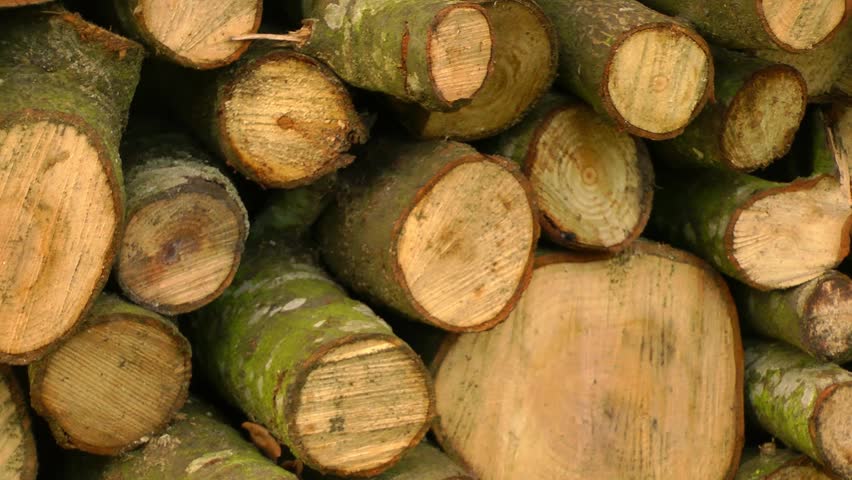 Panning shot of a pile of logs