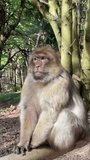 The magot, or Barbary monkey, or Maghreb macaque, or tailless macaque, is the only monkey living wild in Europe. Vertical video 