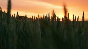 Spectacular Sunset Over Lush Green Wheat Field. Rural Agricultural Grain Growing close up. Work in agronomic farm for making business and production organic eco bio food