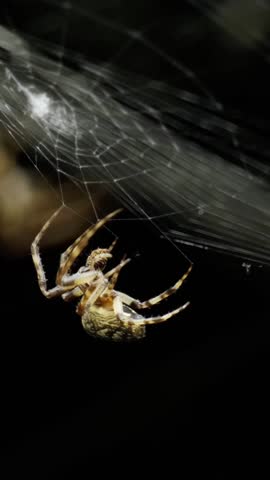 Extreme close-up of diadem spider spinning its web at night. Work in progress, continuously moving insect legs, preparing for evening hunting. There is a little trapped insect next to the predator.