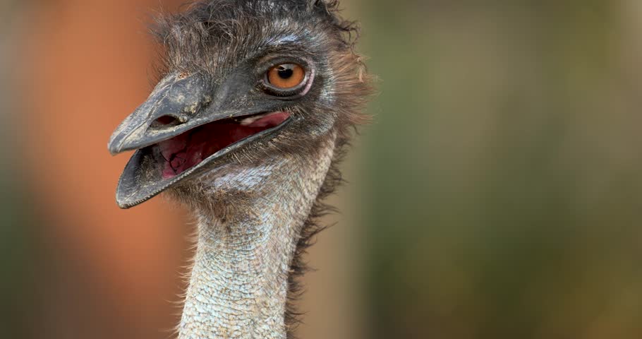 Close view of an emu head, Dromaius novaehollandiae is cultural icon of Australia. High definition slow motion shot at 4K video footage.