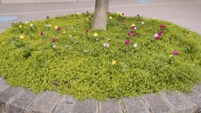 4K video of flowers in a garden in Vienna, Austria.