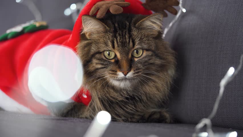 Whiskered Wonder, Tabby Cat Poses as Santa Claus Amidst Festive Garland, Experience the festive delight with a tabby fluffy cat dressed as Santa Claus, sitting amidst Christmas garland, its green