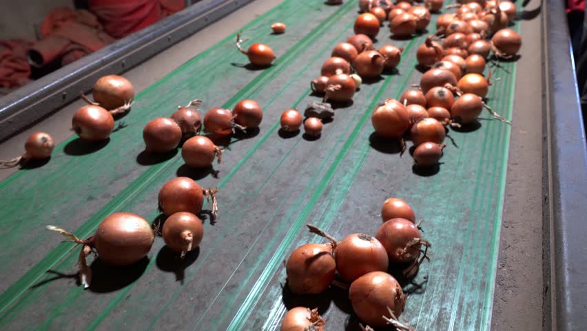 Onion Processing in Packing House. Fresh Onion Moving Along Conveyor Belt. Postharvest Handling of Onions. Agricultural Cooperative. Onion Production.