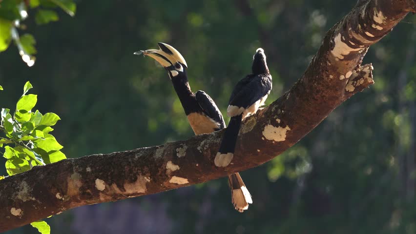 Pair of Oriental Pied Hornbills perched gracefully on lush tree branch in natural habitat. Wildlife and conservation.