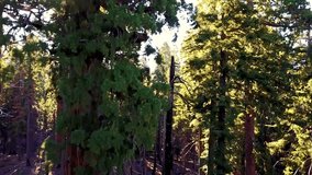 Redwood Majesty: Stunning Views of the Redwood Forest in USA in 4K Video