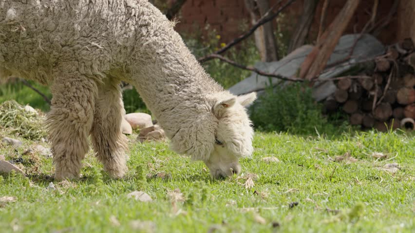 Alpacas grazing in profile in the Andes mountain range surrounded by green vegetation and clouds with blue sky at sunset illuminated with natural light in the heights of Peru in Latin America