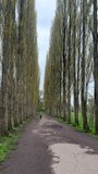 Vertical video. Beautiful long haired mature woman with spectacles wearing long green jacket and rucksack walking in lined tall poplar tree alley towards camera POV, looking at the camera and smiling.