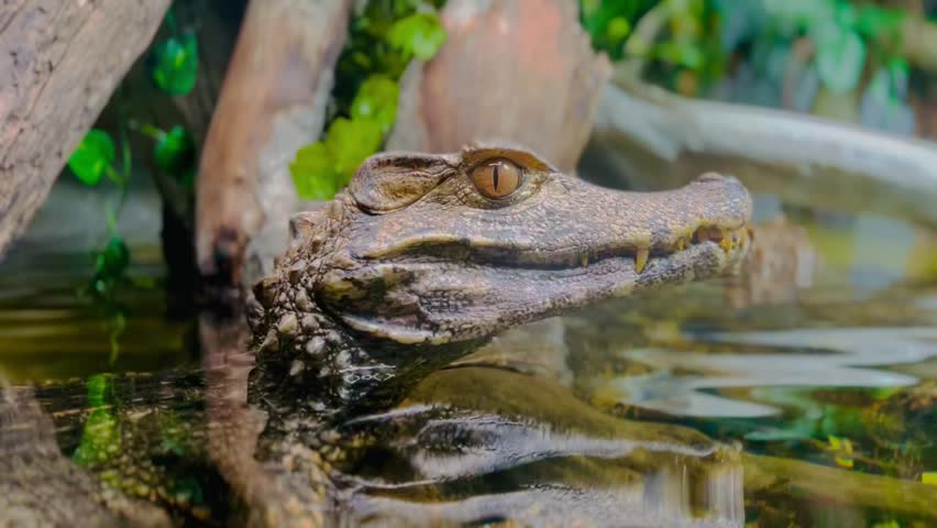 Cuviers dwarf caiman underwater footage 
