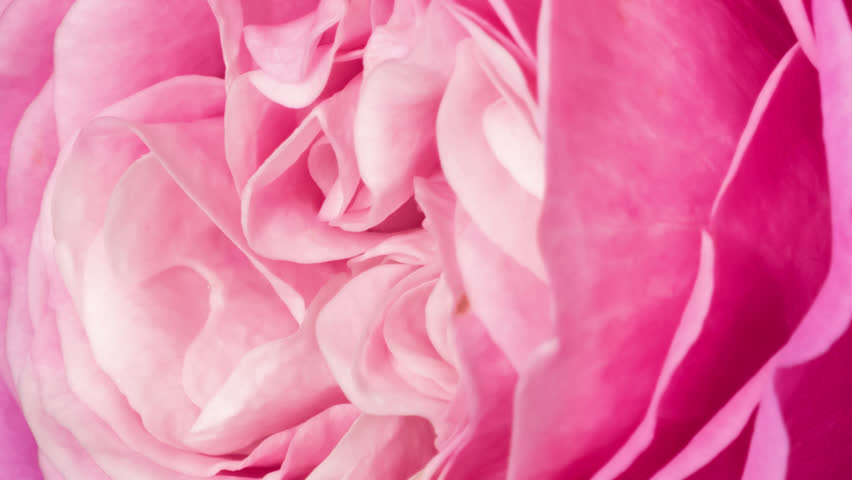Macro time lapse blooming and wilting red Rose flower close-up