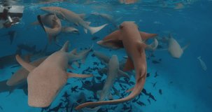 Close up school of sharks with tropical fishes underwater in transparent blue ocean. Slow motion