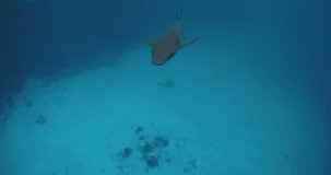 Close up view of shark with tropical fishes underwater in transparent blue sea. Slow motion with nurse shark