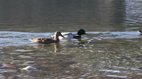 On a cold, sunny December day, some mallards (Anas platyrhynchos) are swimming in the icy waters of the river Ticino, in Italy.