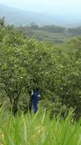 Vertical video of farm worker picking oranges in harvest season in farm in sunny day with hilly landscape at background