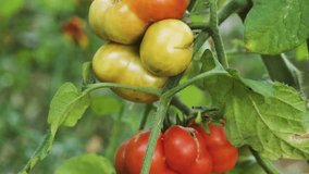 Ripe organic tomato vegetable growing in the garden ready for harvesting. Agriculture, farming, gardening concept. Close up