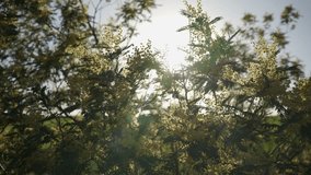4K video panned in close detail of yellow tree flowers moved by the gentle wind, with the bright sun passing through the flowers