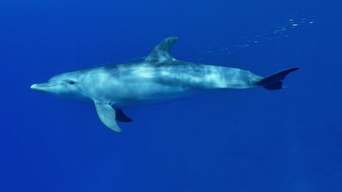 Dolphins playing in slow motion beneath the surface in the Red Sea