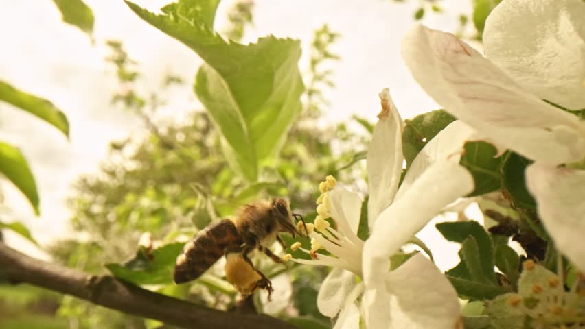 Closeup of european honey bee apis mellifera collecting nectar and pollen on large number of fastly visited white blooms pollinated by this work on early spring without any green leaf on the tree.