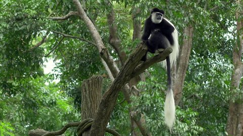 Black and white Colobus monkey sitting on a tree