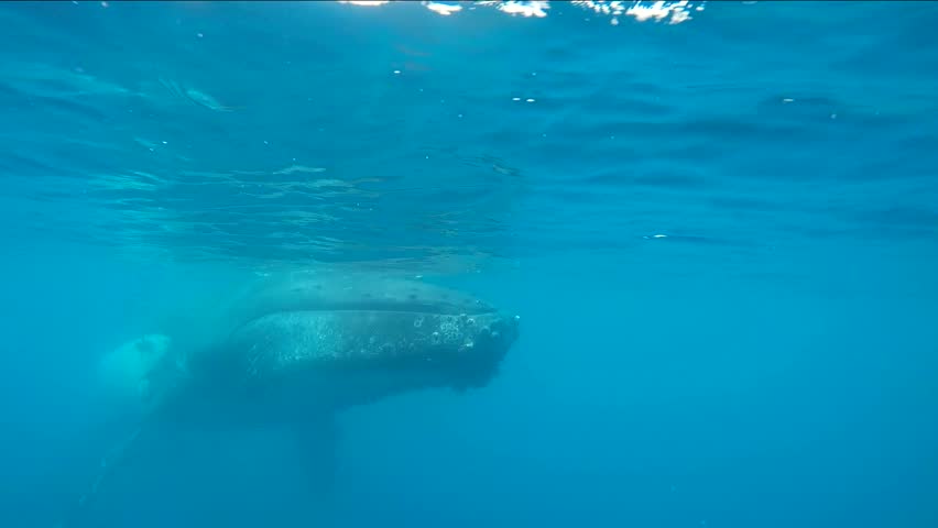 Humpback whale underwater footage while the whale dives. 