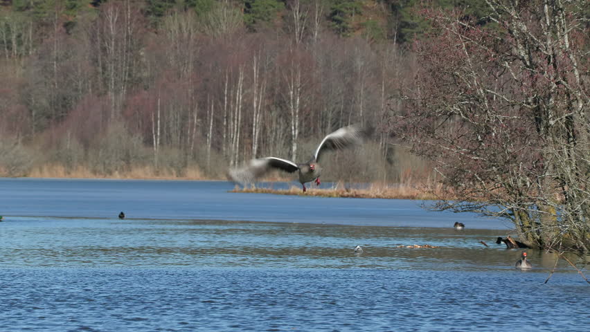 bird greylag goose landing slow motion anser anser bird sanctuary natural world norway
