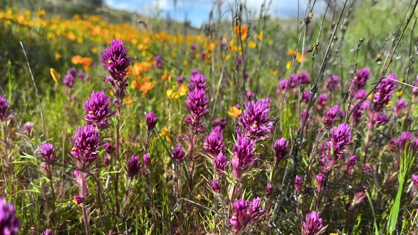 Arizona wildflowers blooming in the Sonoran Desert. Spring flowers blooming Royalty-Free Stock Footage #3481513191