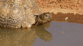 Close-up of a leopard tortoise (Stigmochelys pardalis) drinking water, South Africa