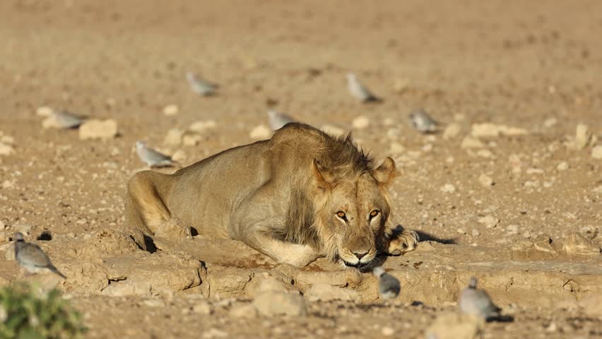 A young male African lion (Panthera leo) drinking water, Kalahari desert, South Africa