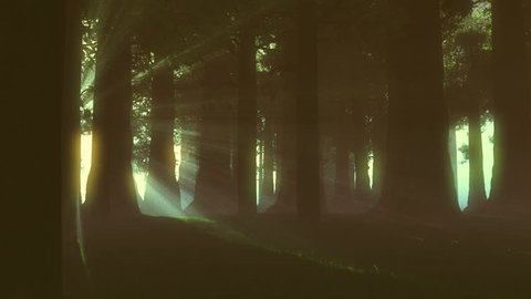 Supernatural Forest Lightrays