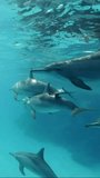 Vertical video, Group of dolphins swim under surface of turquoise water, Slow motion, Close-up. A pod of spinner dolphins floating in the blue ocean on shallow water
