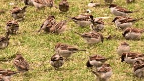 Sparrows Soar in Graceful Unity Over Meadow, Flock Sparrows Birds Pecking Food On Nature Green Grass In Garden, Many Royalty Sparrows Flying And Eat Food 4K Footage Clip.