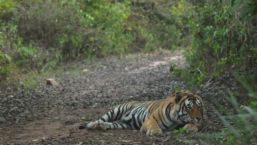 full or medium shot of wild male bengal tiger or panthera tigris with calm face Fine art close up with eye contact in winter season safari at ranthambore national park forest reserve rajasthan india