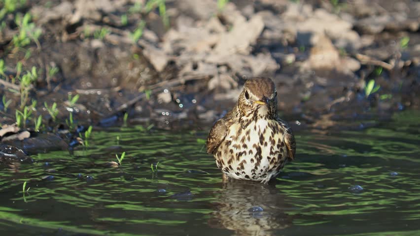 The song thrush bird taking a bath in a natural pond, Turdus philomelos Royalty-Free Stock Footage #3481732237