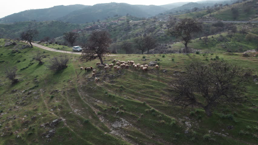 Sheeps in the mountain , Aerial footage 4k