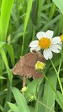 Brown butterflies perch on wild flowers with white and yellow flowers. Natural pollination of flowers, verticala video