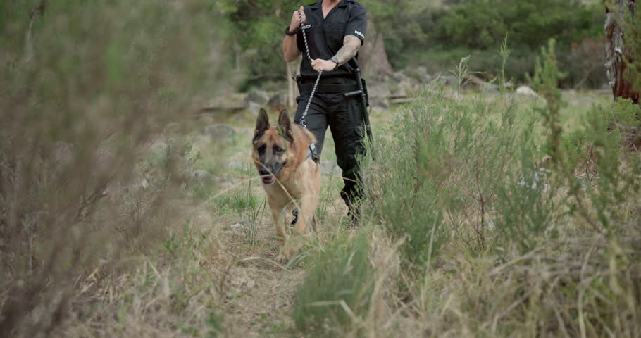 Dog, police search and outdoor with man on walk with services in training, rescue and scent tracking. German shepherd, animal and government agent on grass for safety, security and learning in woods