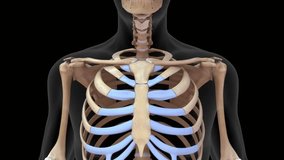 Scapula bones in human skeletal system3d rendered video clip