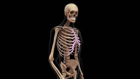 Skeletal system lifting weight d rendered video clip