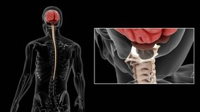 Spinal cord passes through foramen magnum 3d rendered video clip - Powered by Shutterstock - Get 15% off with code: PIKWIZARD15