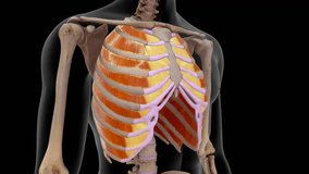 The intercostal muscles expand and relax 3d rendered video clip