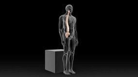Vertebral column (spine) standing, sitting and bending positions 3d rendered video clip