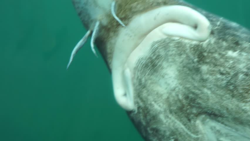 a large sturgeon fish swims underwater