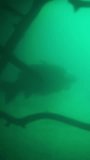 unknown fish underwater vertical video