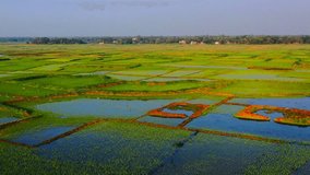 Green Crop field, Nature Playground, Nature's Canvas Aerial view
