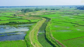 Planting Rice Seeding Field Aerial view, Green Cultivation field in the Village
