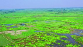 Vibrant Green Cultivation field in the Village of Bangladesh Drone view