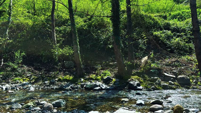 Stony Stream Among Long Trees