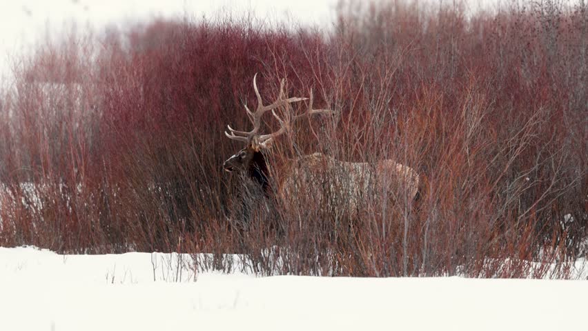 Bull elk in the Winter in Montana