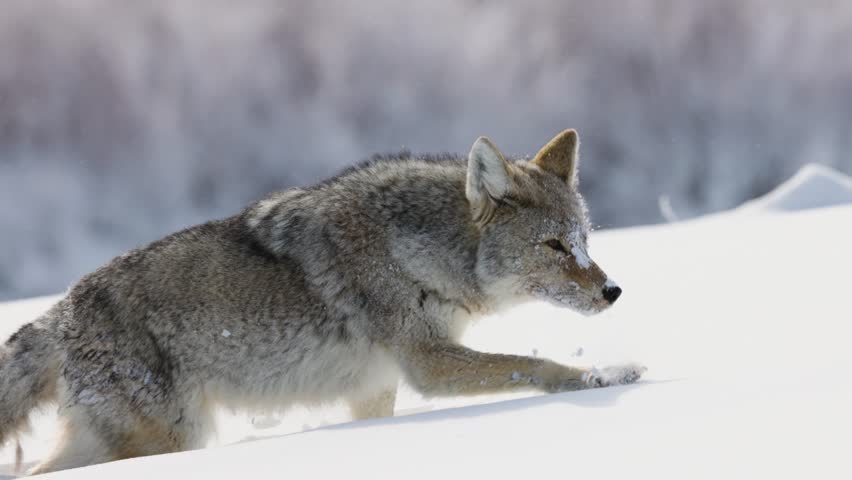 Coyote looking for food in the Winter in Montana