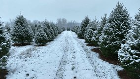 Christmas tree farm with snow. Low aerial between pine trees as UTV drives through nursery. - Powered by Shutterstock - Get 15% off with code: PIKWIZARD15